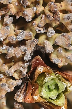 Detailansicht einer Flechte