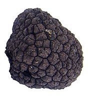 Burgundy truffle (Tuber aestivum syn. uncinatum). Photo: Simon  Egli (WSL) 