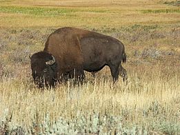 Die riesigen Büffelherden auf den Prärien Nordamerikas sind legendär. (Foto: Anita Risch, WSL)
