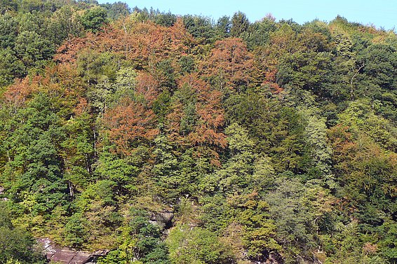 Site near Mels (canton of St. Gallen): discoloured beech crowns on thin soil in late July 2018.