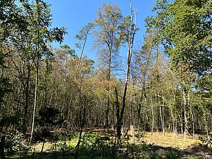 Im Niederholz bei Ellikon an Rhein (Kt. Zürich) am 7. Sep. 2023: Braune Blätter bei Hagebuchen und Linden. Foto: Thomas Wohlgemuth, WSL
