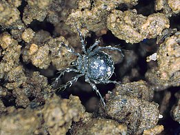 Abb. 6. Hornmilben leben vorwiegend im Humus und Boden und spielen eine wichtige Rolle bei der Streuzersetzung.