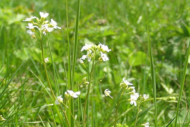 Die Hallersche Schaumkresse (Arabidopsis halleri) kann Schwermetalle in ihren Pflanzenzellen einlagern und unschädlich machen. (Foto: Petr Filippov, Lizenz: CC-BY-SA-3.0)