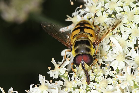 Totenkopfschwebfliege (Myathropa florea) (Foto: Martin Gossner)