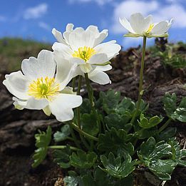 Der Alpen-Hahnenfuss (Ranunculus alpestris), eine typische Art, dessen untere sowie obere Verbreitungsgrenze sich in die Höhe verschiebt. Bild: Niklaus Zimmefrmann, WSL