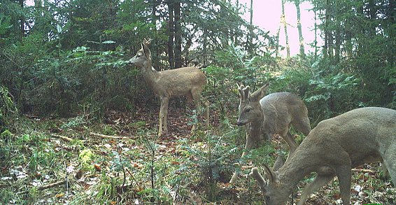 Junge Rehe äsen an einer Waldverjüngung. Foto: G. Mengotti (HAFL), Fotofalle im Längwald BE.