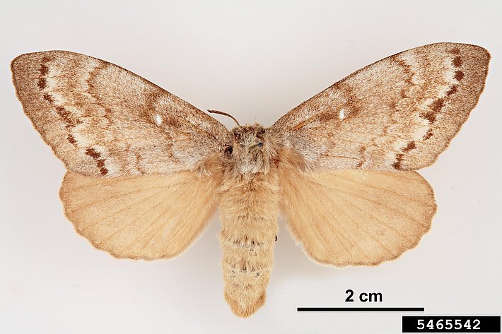 Sibirischer Seidenspinner mit ausgebreiteten Flügeln, braun-beige gefärbt, vor weißem Hintergrund mit Maßstab