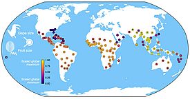 So hängen die Grösse der Palmenfrüchte und der Vogelschnäbel weltweit zusammen. Der äussere Ring der Punkte ist nach Schnabelgrösse eingefärbt, die inneren Punkte nach der Fruchtgrösse, wobei wärmere Farben grössere Schnäbel/Früchte anzeigen. (Grafik: Ian McFadden)