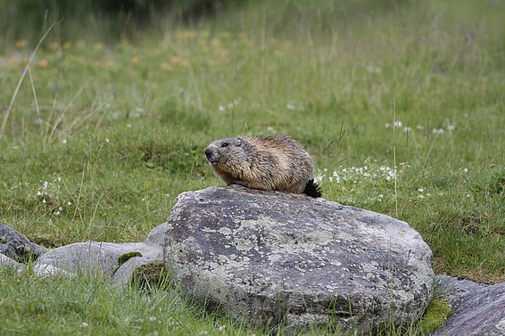 Marmot sitting on a large rock in a meadow with grass and small white flowers.