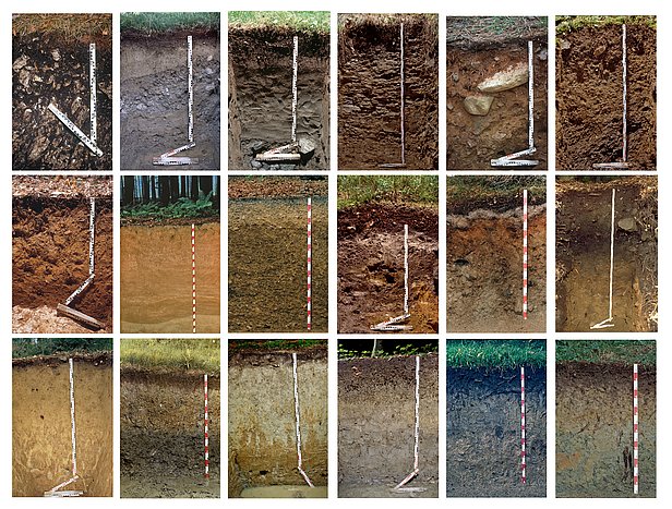 Einige Waldböden der Schweiz. (Quelle: WSL)