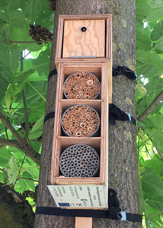 Hier liegt ein Fledermausdetektor gut versteckt oberhalb sogenannter Bienenhotels: diese bieten Nistgelegenheiten für Wildbienen in Schilf- und Kartonröhren. Foto: Martin Obrist, WSL
