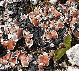 Bodenkruste in den Alpen: Sichtbar sind nur Flechten, Algen, Moose und Cyanobakterien. (für grosse Version bitte klicken). Foto: Christoph Scheidegger / WSL
