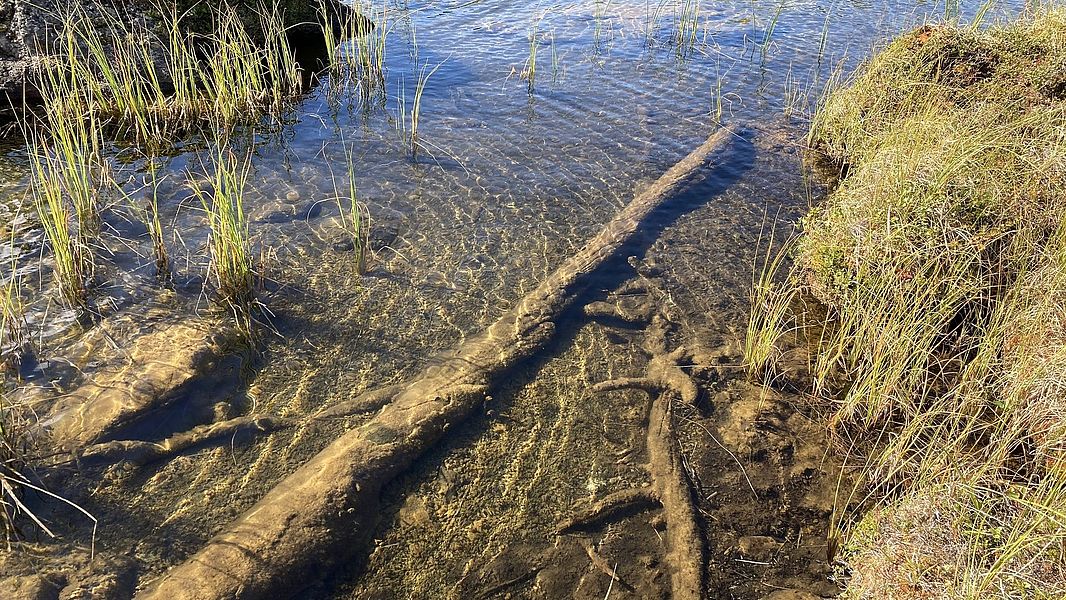Subfossiles Holz in einem See erhalten