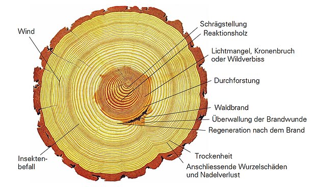 Jahrringe speichern Umwelt-Ereignisse. (Grafik: WSL)