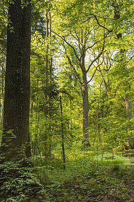Naturnaher und strukturreicher Eichen-Hagebuchenwald mit hohem Biotopwert.