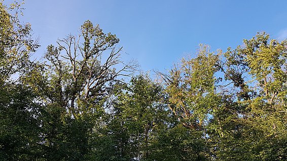 Hêtres endommagés dans la forêt du Hard (canton de Bâle-Campagne). Ces arbres, dont le feuillage s'était coloré prématurément en 2018, n’ont pas pu se rétablir les années suivantes. Photo: Beate Kittl, WSL