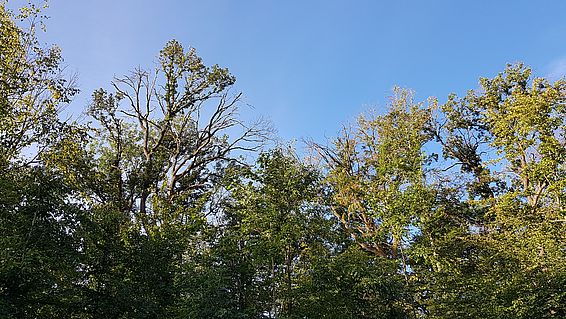 Geschädigte Buchenkronen im Hardwald im Kanton Baselland. Diese Bäume hatten 2018 frühzeitig verfärbtes Laub und konnten sich in den Folgejahren nicht mehr erholen. Foto: Beate Kittl, WSL