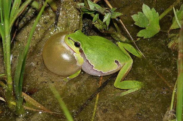 Der Laubfrosch hat im Reusstal, Kanton Aargau, stark zugenommen.