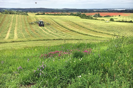 Vom Artenschwund betroffen sind vor allem Wiesen in der Nähe von stark landwirtschaftlich genutzten Flächen. Foto: Dr. Ulrike Garbe / Landesamt für Umwelt, Brandenburg 