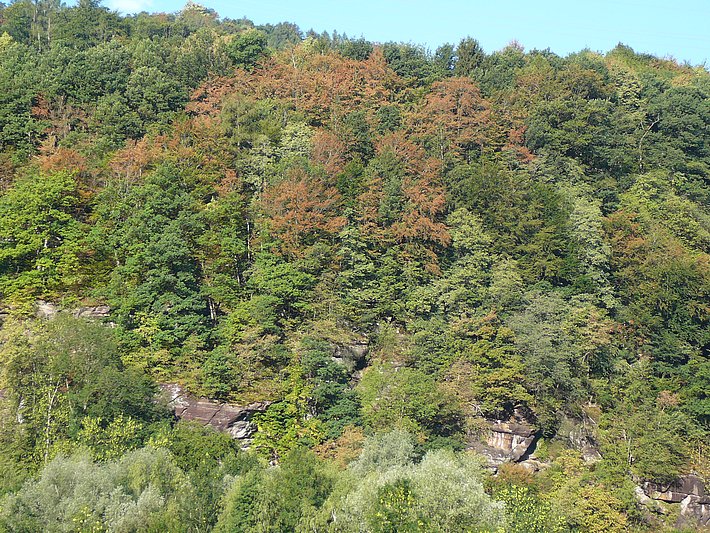 Ein Mischwald in der Nähe von Mels am 27. 7. 2018. Er liegt an einem Nordosthang in rund 600 m Meereshöhe auf flachgründigem Boden. Zahlreiche Buchenkronen sind bereits vergilbt und/oder teilweise entlaubt als Folge der Trockenheit. (Bild: Lorenz Walthert, WSL)