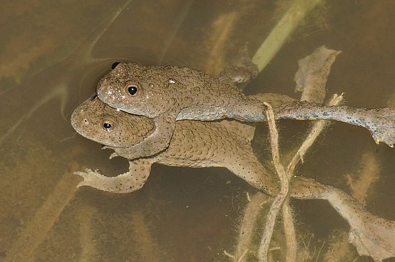 Als Pionierart besiedelt die Gelbbauchunke gerne neugeschaffene, offene Gewässer.