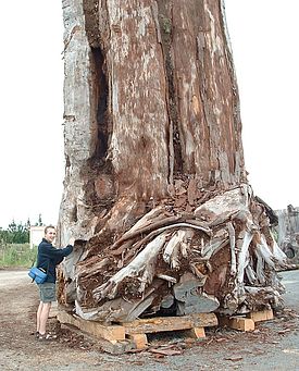 Prof. Chris Turney (University of New South Wales) neben einem subfossilen Kauri-Wurzelstock, der aus einem Moor im Norden Neuseelands geborgen wurde. Die Radiokarbondatierung ergab, dass der Baum mehr als 40.000 Jahre im Moor erhalten blieb. (Foto: Jonathan Palmer, University of New South Wales)