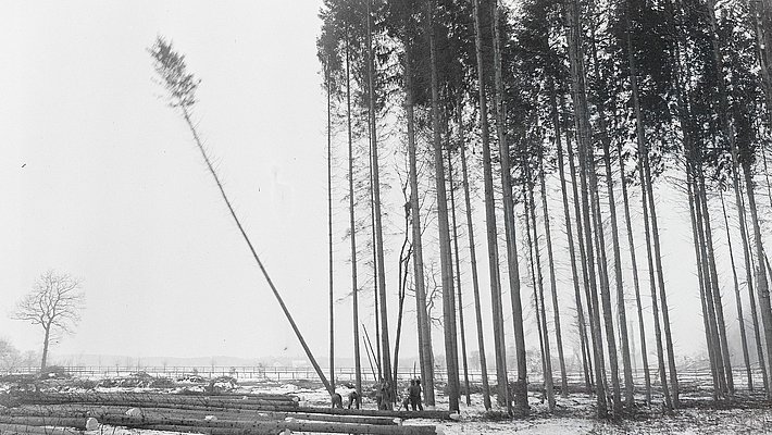 Am Waldrand wird ein Baum gefällt, der in der Mitte seines Sturzes zu Boden ist.
