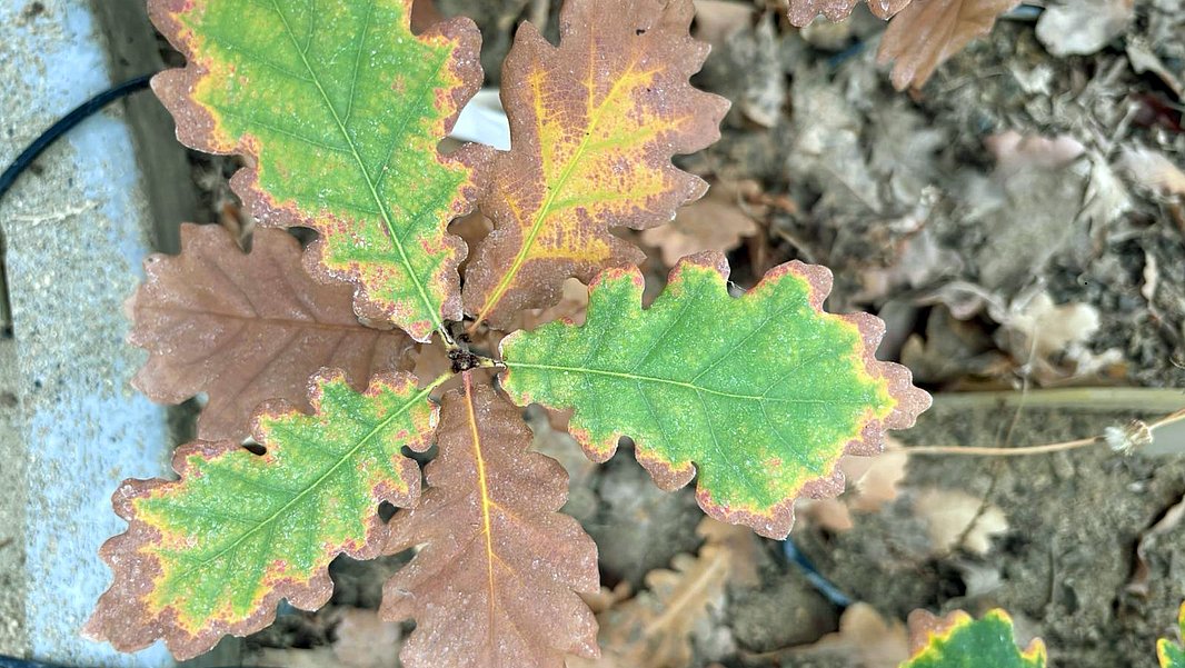 A young oak plant with a mix of vibrant green and brown leaves, some showing yellow edges. The leaves vary in shape, with some being lobed and others more rounded, set against a background of dry, fallen leaves.
