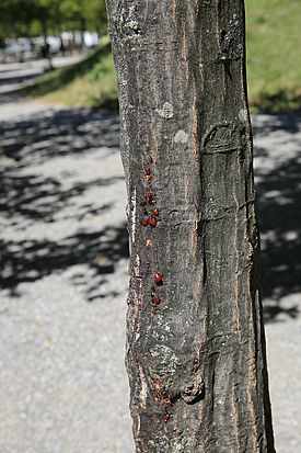 Rote Pusteln an Hagebuche verursacht durch Anthostoma decipiens, Genf, 07.2017 (Bild: Waldschutz Schweiz)