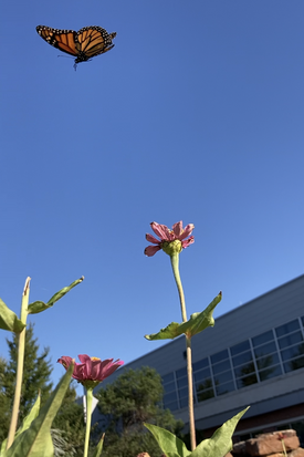 Un papillon orange et noir vole au-dessus de fleurs roses, sous un ciel bleu dégagé. L'arrière-plan montre un bâtiment moderne, mais le focus est sur la beauté de la nature et le mouvement du papillon.