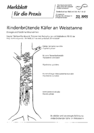 Rindenbrütende Käfer an Weisstanne