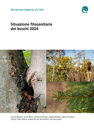 Copertina del rapporto "Situazione fitosanitaria dei boschi 2024" con foto ravvicinate di coleotteri della corteccia degli alberi, vischio su ramoscelli e rami di abete.