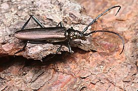 Ein glänzender, schwarzer Käfer mit langen Antennen sitzt auf einer rissigen Baumrinde. Die Oberfläche der Rinde ist braun und rau, während der Käfer schmal und länglich geformt ist. Der Totholzkäfer Aromia moschata wurde Mitte des 20. Jahrhundert selten, legte aber in den letzten Jahrzehnten deutlich zu. (Foto: Felix Neff)