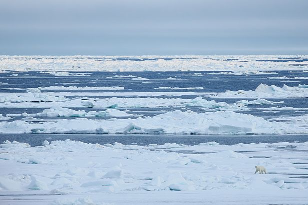 Ein neugieriger Eisbär spaziert in der Nähe des Schiffes auf dem Packeis vor Severnaja Semlja. Foto: Fabian Fopp.