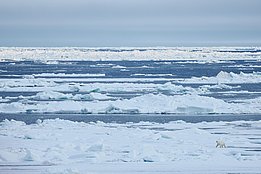 Ein neugieriger Eisbär spaziert in der Nähe des Schiffes auf dem Packeis vor Severnaja Semlja. Foto: Fabian Fopp.