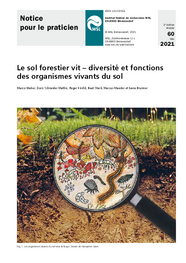 Le sol forestier vit