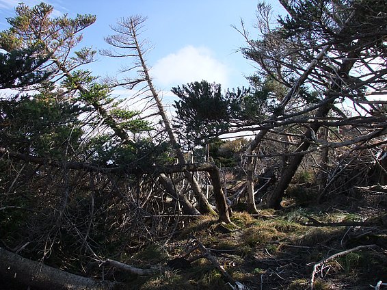 Zerstörte Koreatannen (Abies koreana) im Hallasan National Park, Südkorea, nach dem Taifun "Bolaven" im August 2012. (Bild: Jan Altman)