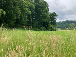 Extensive Wiese mit artenreichem, hohem Bewuchs im Vordergrund. Intensiv genutzte Wiese mit kurzem, einheitlichem Grasbestand im Hintergrund. Photo: Beat Frey (WSL)