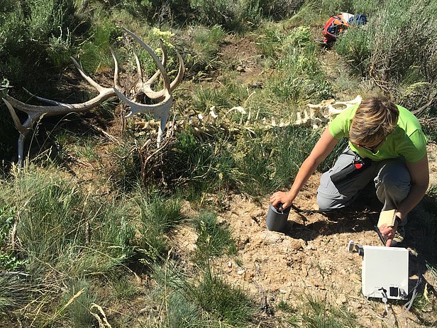 Messen der Bodenatmung an einem von Wölfen im Vorwinter gerissenen Wapiti-Hirsch im Yellowstone Nationalpark. Die Situation ist typisch für einen Wolfsriss. Wölfe entfernen die Eingeweide aus dem Körper und ziehen anschliessend den Kadaver von den Eingeweiden, die sie verschmähen, weg. Die Streuschicht, auf der die Bodenatmung gemessen wird, stammt vom Pansen.