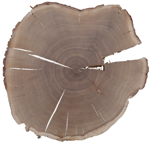 Baumscheibe einer 200-jährigen Eiche aus Büren an der Aare/Schweiz (Bild: Daniel Nievergelt)