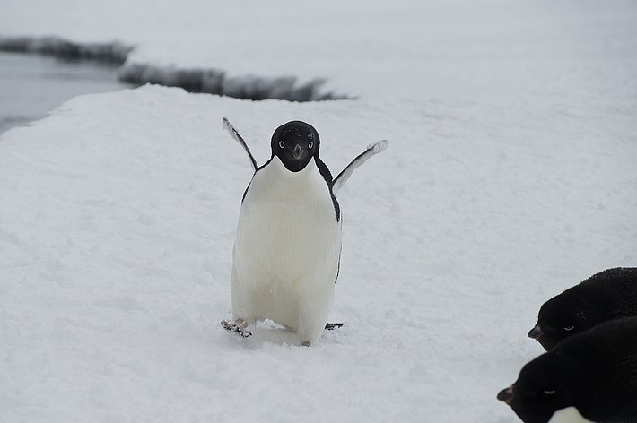 Adeliepinguin. Der Abschied fällt schwer. Man kriegt sie einfach gerne...