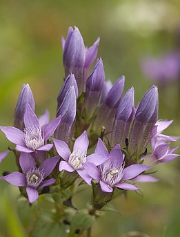 Der Deutsche Fransenenzian kann auf der Schwäbischen Alb häufig auf extensiv genutzten Schafweiden entdeckt werden (Foto: Martin Fellendorf)