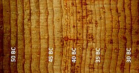 Die schmalen und verdrehten Jahhringe einer langlebigen Borstenkiefer aus Nevada zeigen die extremen Kältesommer nach einem grossen Vulkanausbruch im Jahr 44 vor Christus, dem Todesjahr von Julius Caesar. Foto: Matthew Salzer