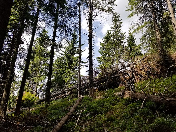 Vom Wind geworfene oder gebrochene Bäume hinterlassen einen Lichtschacht im Wald, in dem sich junge Bäumchen gut entwickeln können. (Foto: Peter Brang, WSL)