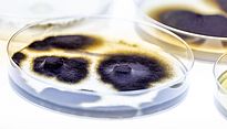 Kultivierte Pilze aus Permafrost im Labor. Foto: Ulla Lohmann