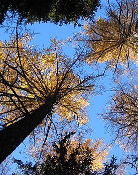 Larch forest near Ferden in the Lötschental (canton of Valais)