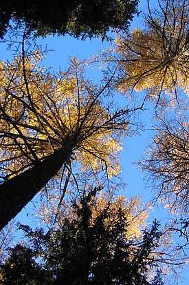 Lärchenwald bei Ferden im Lötschental (Kanton Wallis)
