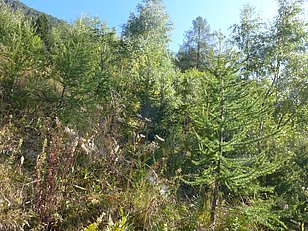 Bovernier VS, 11.09.2018. (Foto: LFI/WSL)