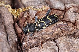 Windwurfflächen bieten vielen Totholzbesiedlern ein grosses Angebot an Brutsubstrat.