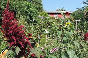 Artenreicher Familiengarten am Stadtrand von Zürich.